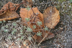 Lupinus lepidus lobbii