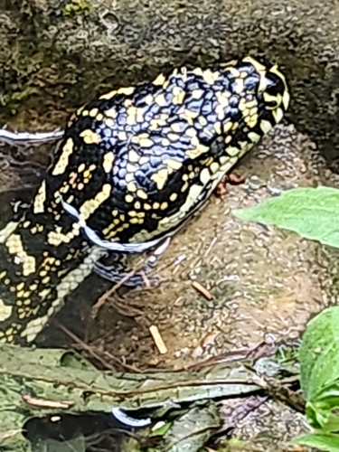 Diamond Python sighting