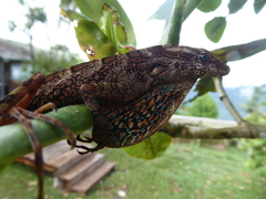 Anolis aequatorialis