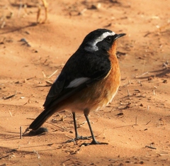 Phoenicurus moussieri