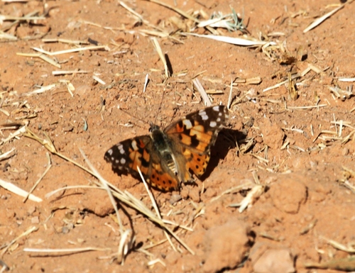 Painted Lady