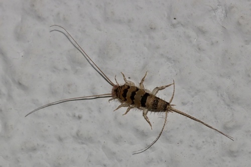 Egyptian Firebrat photo 4