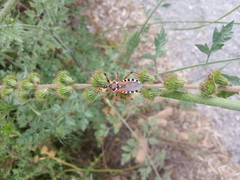 Rhynocoris punctiventris