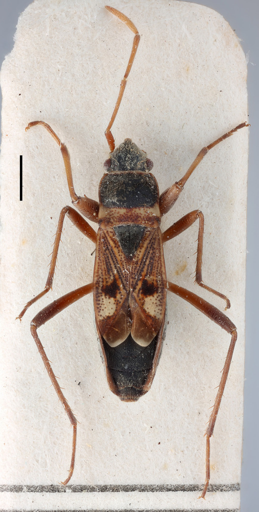 Caprochromus longisetosus