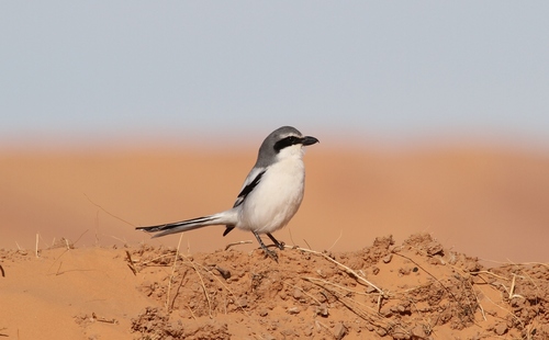 Great Gray Shrike