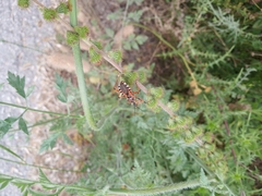Rhynocoris punctiventris