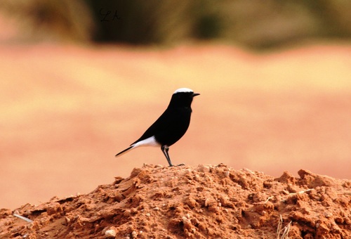 White-crowned Wheatear