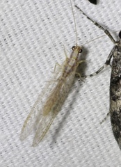 Eremochrysa punctinervis