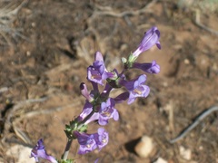 Penstemon linarioides