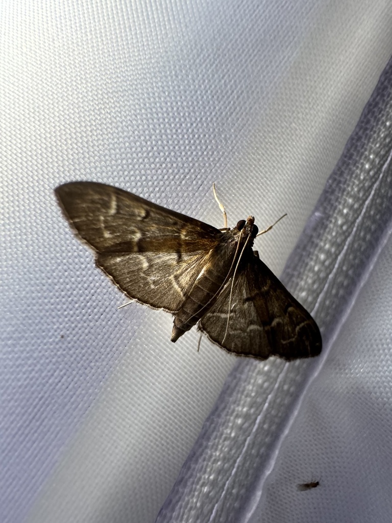 Scraped Pilocrocis Moth