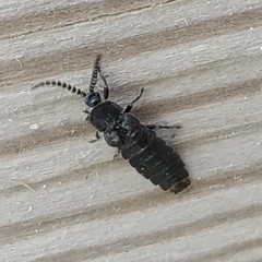 Phosphaenus hemipterus