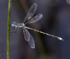 Lestes australis