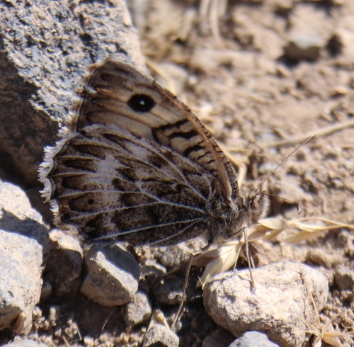 Gray Asian Grayling