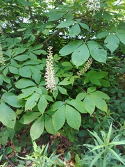 Aesculus parviflora