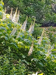 Aesculus parviflora