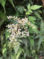 Astilbe longicarpa