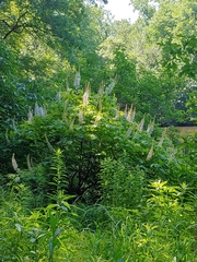 Aesculus parviflora