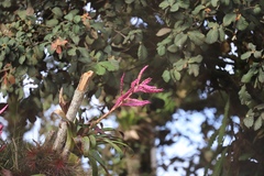 Tillandsia lucida