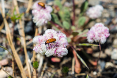 Nemognatha scutellaris