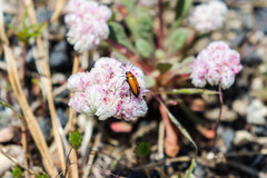 Nemognatha scutellaris