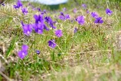 Viola altaica