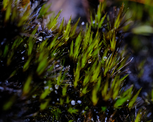 Campylopus atrovirens