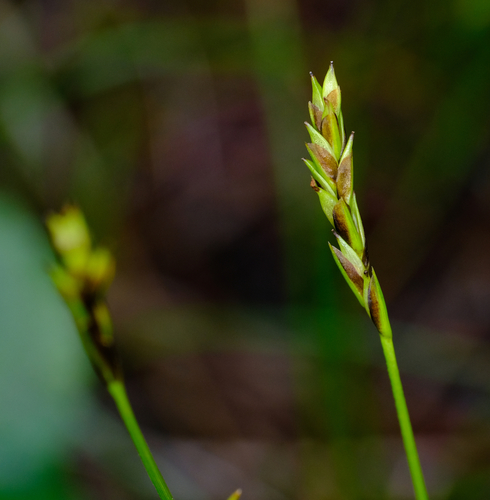 grassyslope arctic sedge (Carex anthoxanthea)