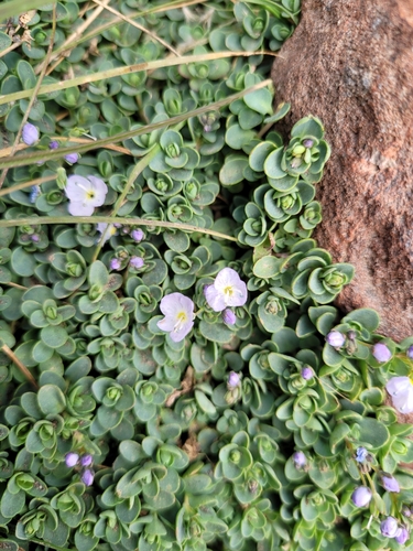 Veronica telephiifolia, photograph 6
