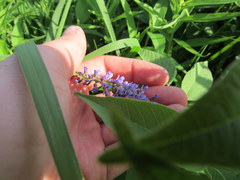 Orbexilum onobrychis