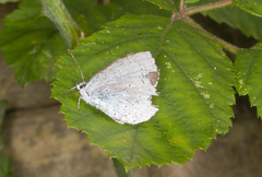 Celastrina argiolus
