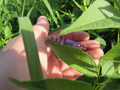 Orbexilum onobrychis