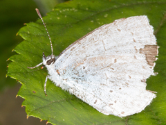 Celastrina argiolus