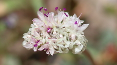 Calyptridium monospermum