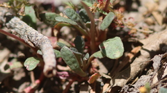 Calyptridium monospermum