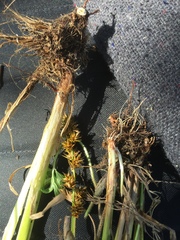Carex appropinquata