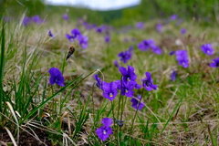 Viola altaica