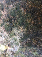 Ulothrix