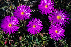 Lampranthus ceriseus
