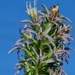 Liatris carrizana - Photo (c) Joey Santore, algunos derechos reservados (CC BY-NC), subido por Joey Santore