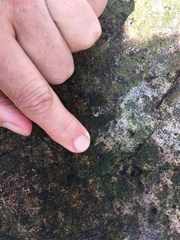 Ulothrix