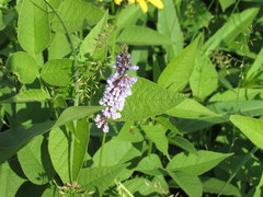 Orbexilum onobrychis