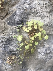 Cymbalaria muralis