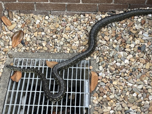 Diamond Python sighting