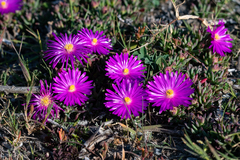 Lampranthus ceriseus