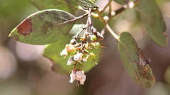 Arctostaphylos viscida