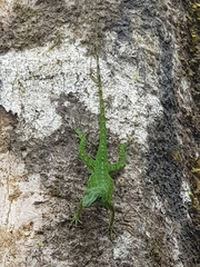 Anolis evermanni