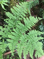 Dryopteris paleolata
