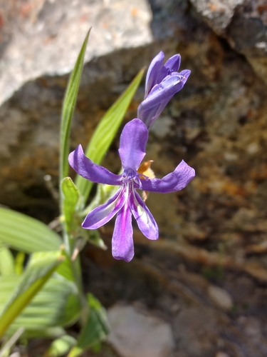 Babiana ecklonii