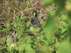 Pardirallus maculatus