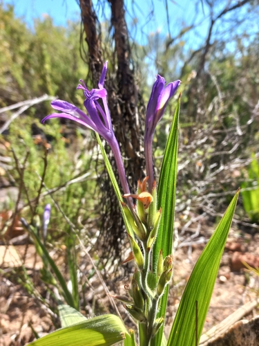 Babiana ecklonii